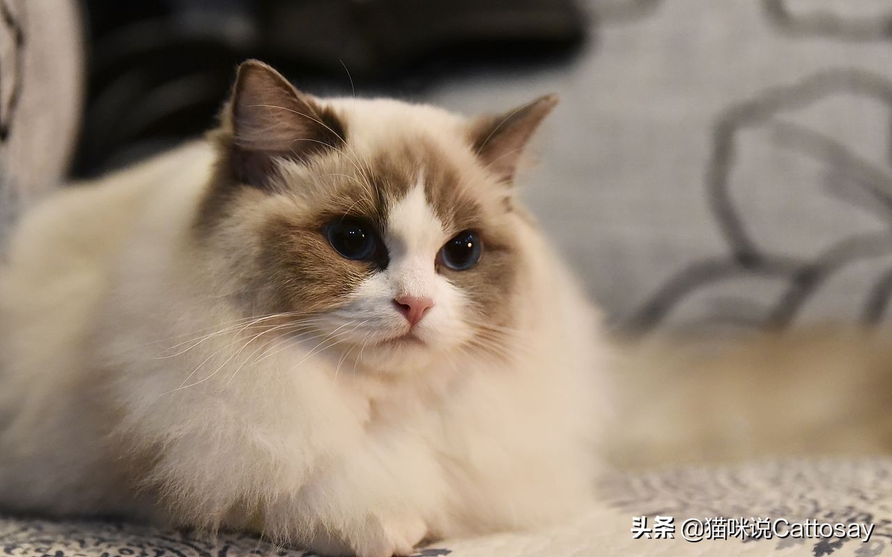 靠喂流浪猫,找到了老婆,创业也成功了!28岁北大小伙猫咪奇遇记