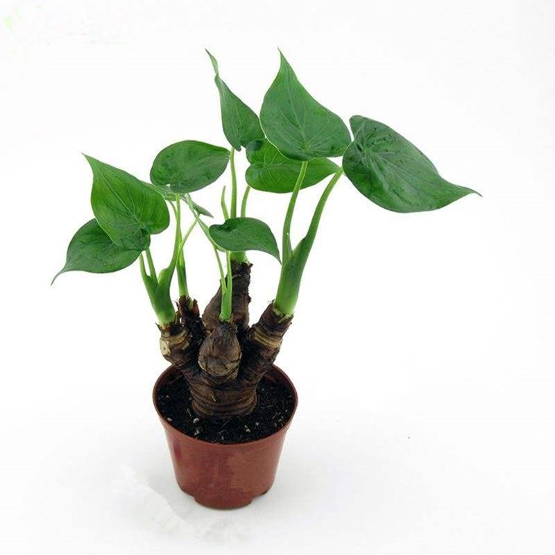 养护滴水观音,滴水观音怎样养护才好养