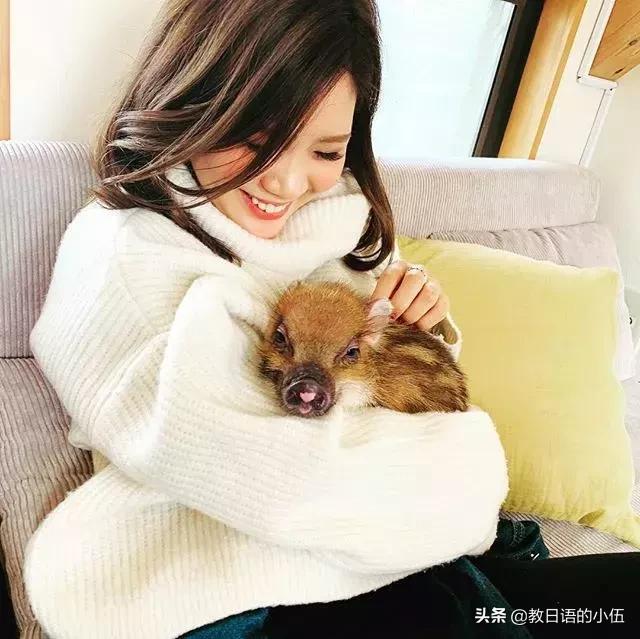 日本咖啡馆小猪馆 (日本首家小猪咖啡店受欢迎)