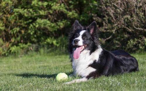 边牧不训练会不会成傻狗,边牧犬为什么不建议养成
