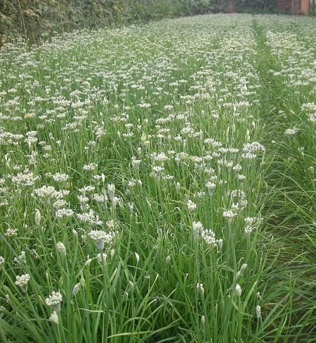 退奶食物三宝:人参、韭菜、麦芽!告别母乳之路这样做