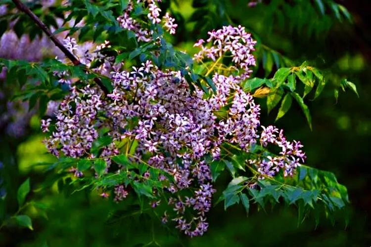 苦楝花盛开香气怡人,苦楝花的香气怎样形容