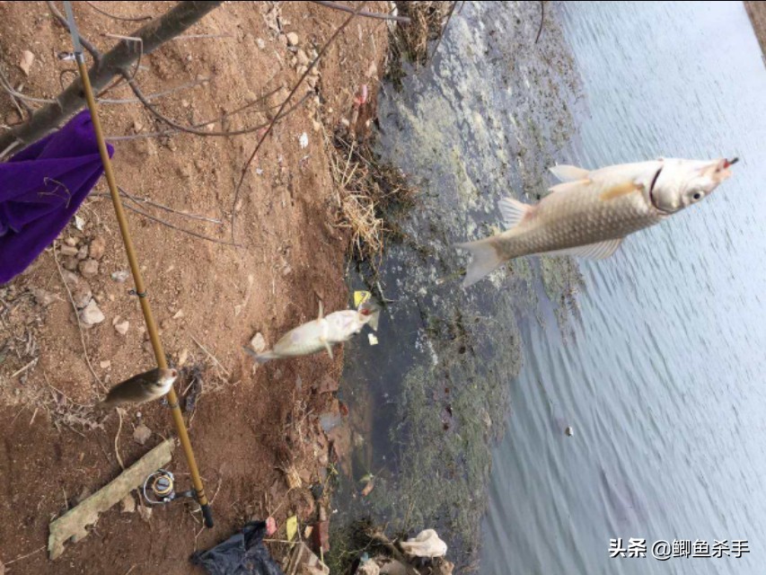 串钩钓鱼必备技巧,串钩钓鱼挂饵方法
