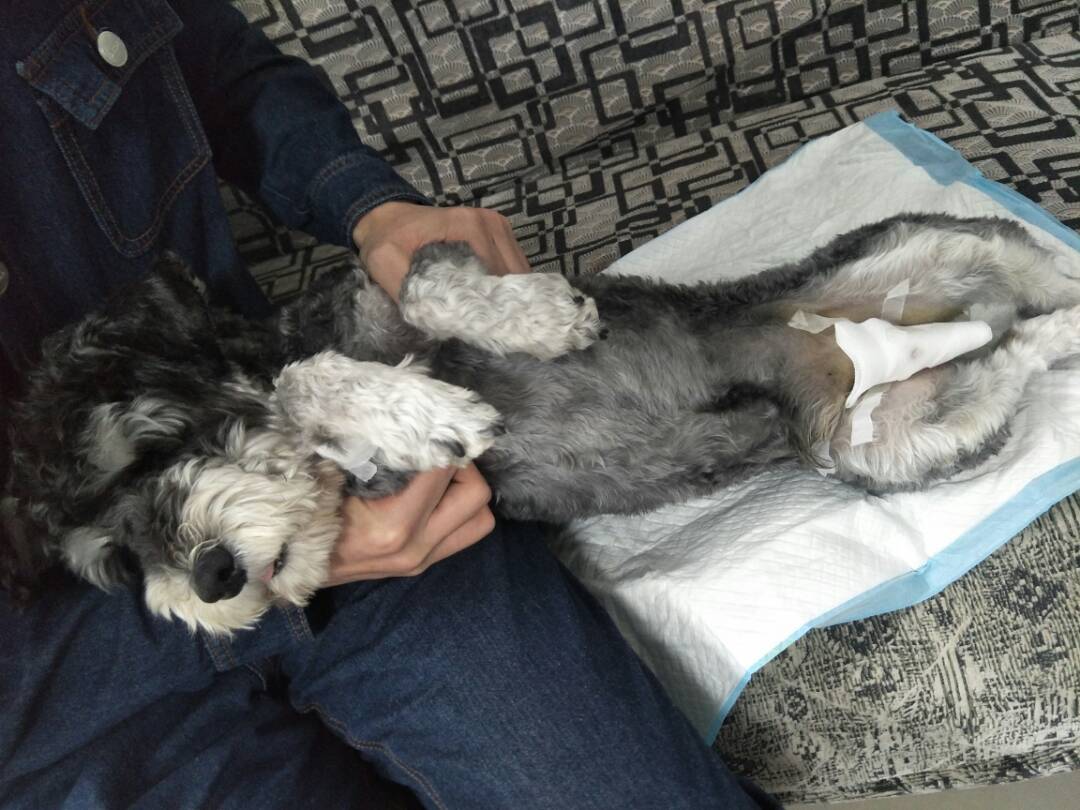 宠物绝育真的假的,想要让猫咪繁育是不是应该不绝育