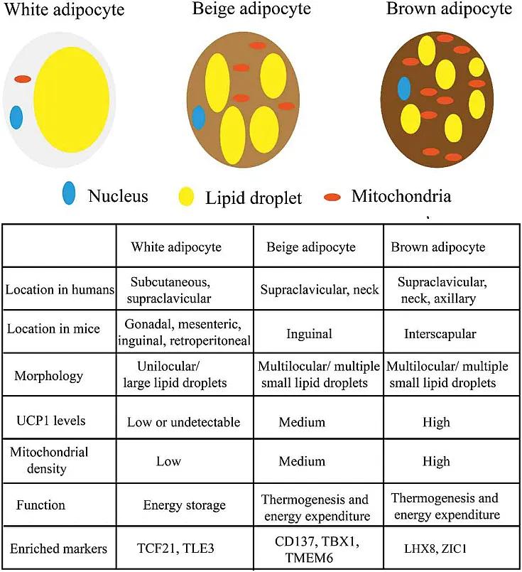 轻断食减肥法真的有效果吗,轻断食是科学的减肥方法吗