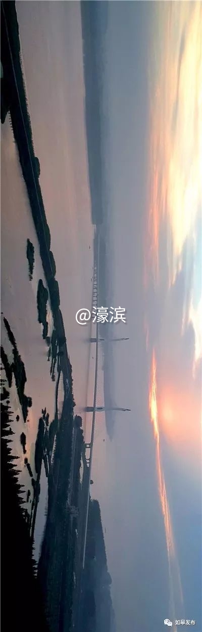 什么是如皋蝶尾,如皋的特点