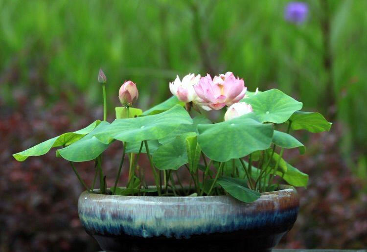 养什么花可以驱赶蚊虫,室内养什么花最防蚊虫