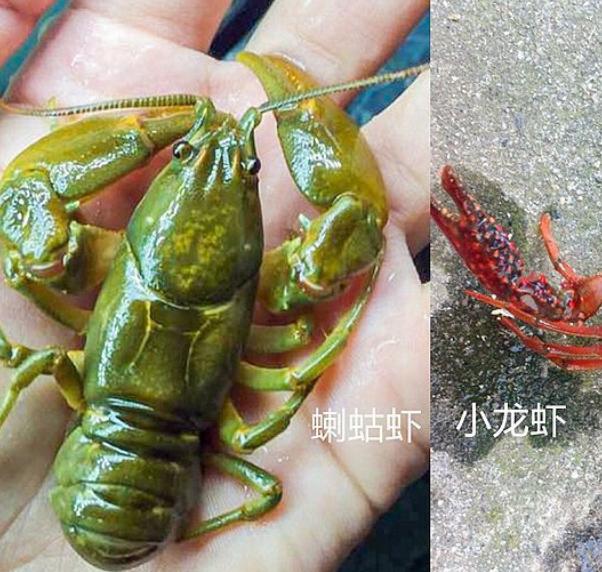 小龙虾红色和黄色区别,买小龙虾和虾尾有区别吗