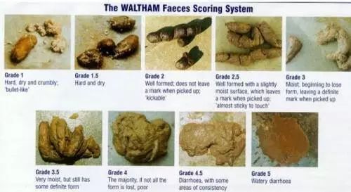 猫咪拉肚子是什么原因引起的呢,两个月的猫咪呕吐拉肚子什么原因