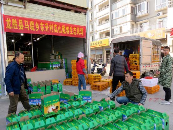 龙胜凤鸡竟“飞”入海鲜市场，“高规格”背后大有文章