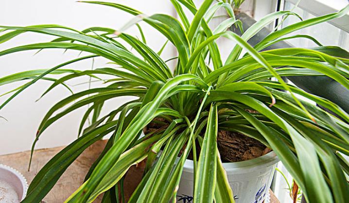 水培绿萝已经长得很茂盛怎么养护,水培绿萝如何养殖越长越旺盛