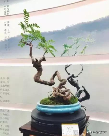 清香木盆景黄叶掉叶是什么原因,清香木黄叶掉叶如何处理