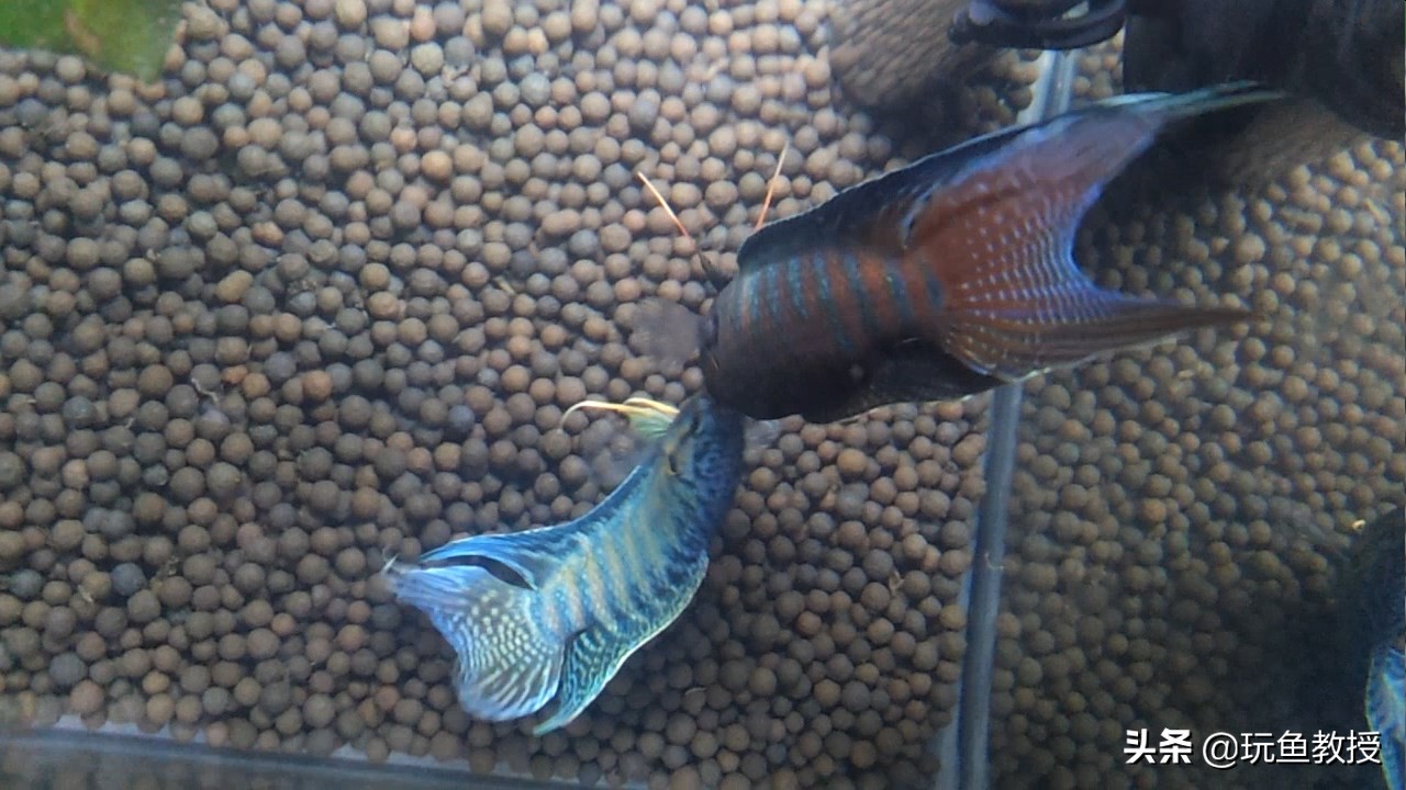 斗鱼争斗,斗鱼相互争斗