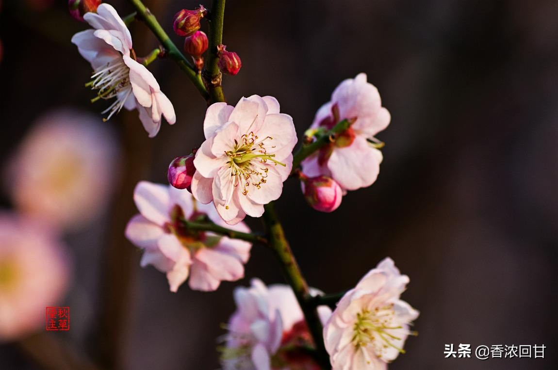 绍兴王坛香雪梅海景区照片,踏雪寻梅王梅