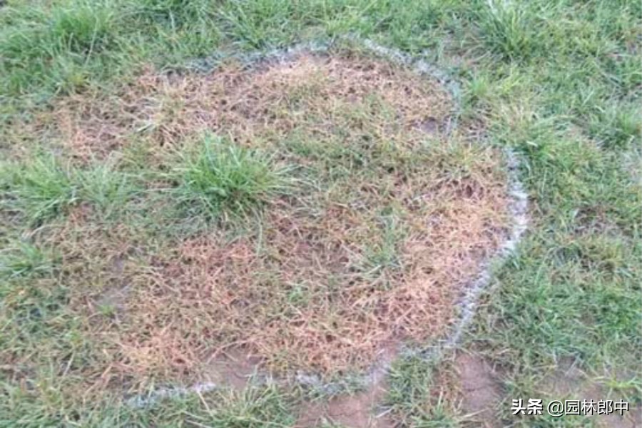 草坪灰斑病,草坪上白色颗粒是什么