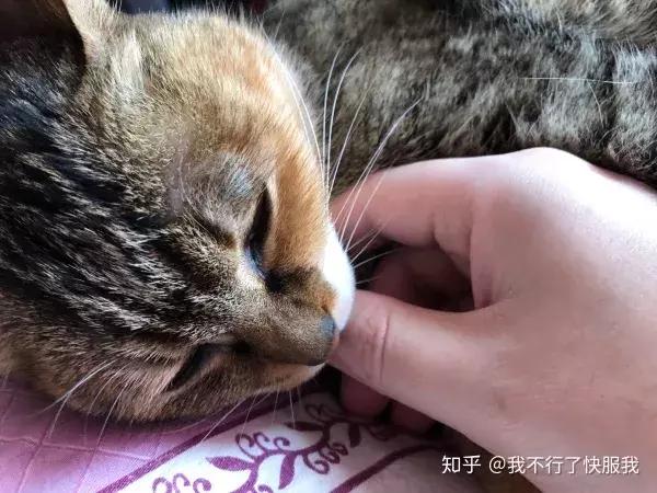 如果舔猫一口猫会怎样,猫猫能舔到全身吗