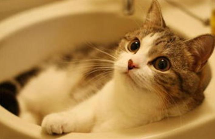 猫咪有跳蚤怎么快速处理,猫咪有跳蚤怎么快速解决