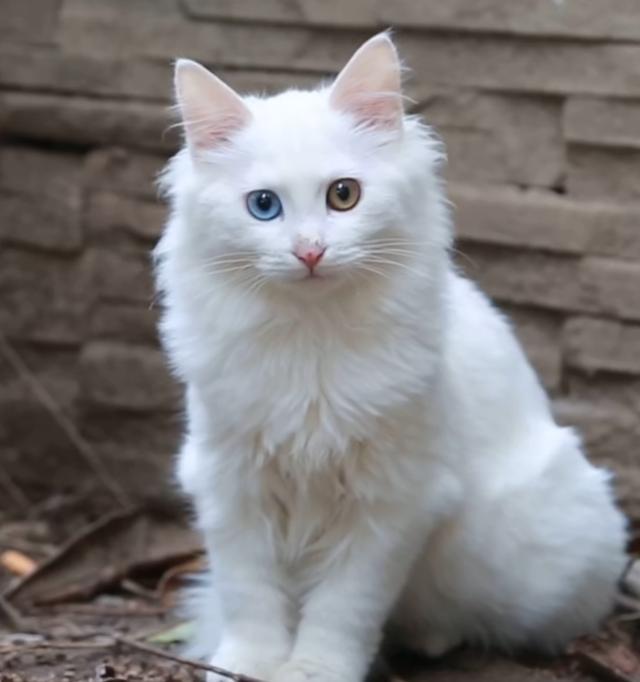 狮子猫的寿命一般多长,狮子猫黑猫寿命