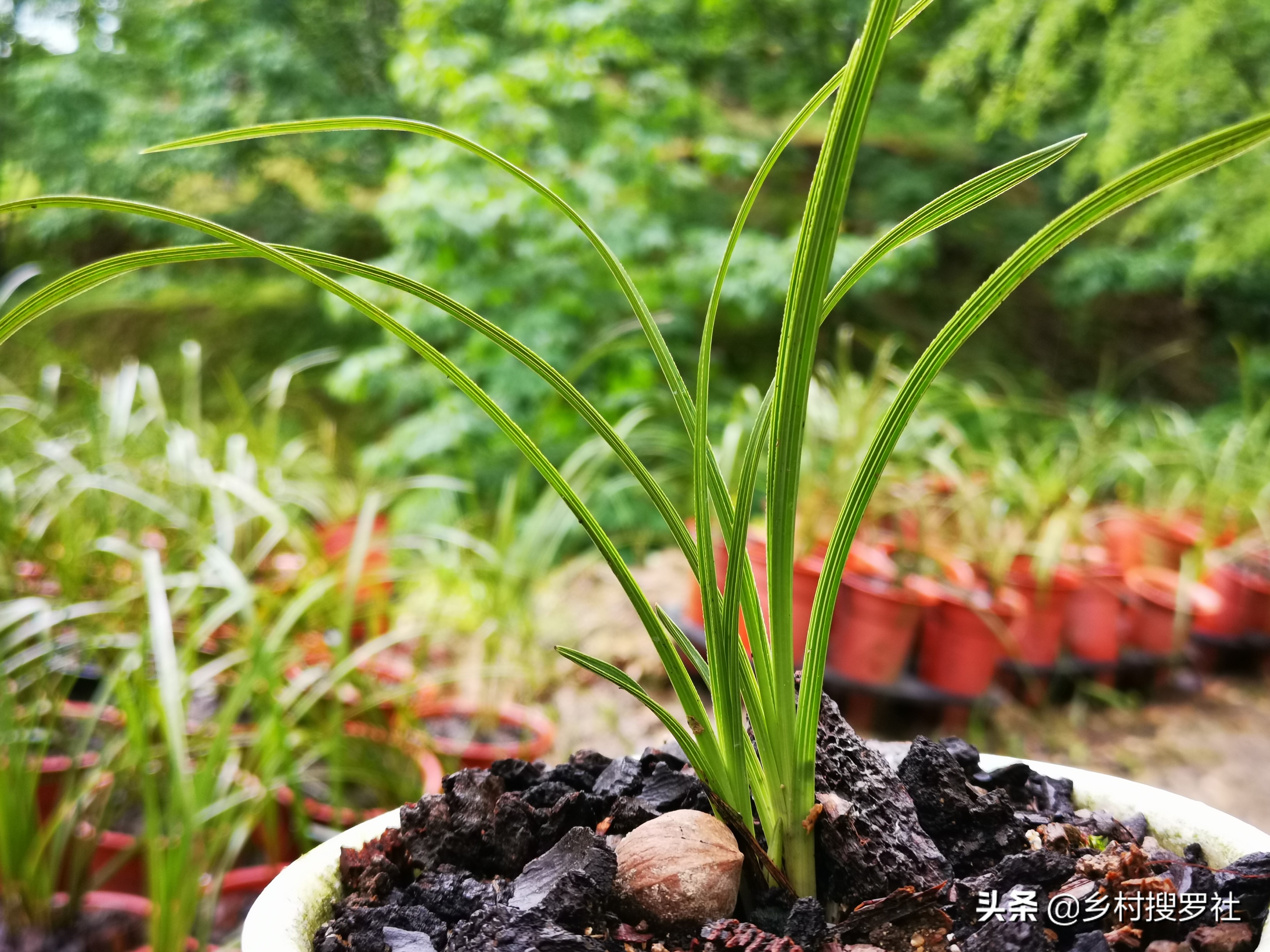 兰花上盆后怎样判断它服盆成活了,冬季新买的兰花怎么处理才能上盆