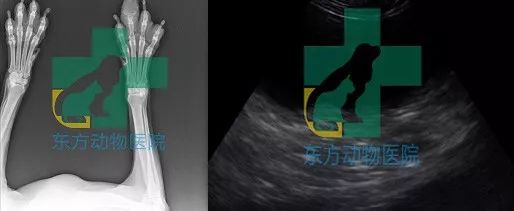 楂樼骇鍔ㄧ墿鍖荤敓,椤剁骇鍔ㄧ墿鍖荤敓