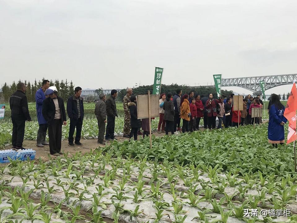 莴笋霜霉病打过药叶子变黄了,莴笋霜霉病打多菌灵有没有效果