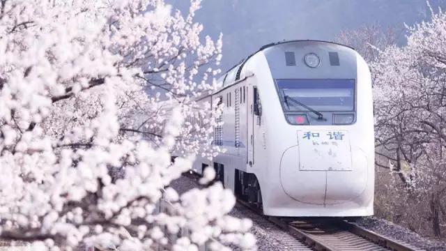 几月赏樱花最好,最美赏樱攻略大全