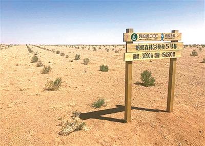 宁做凤尾不做鸡头是真理吗,就算被淘汰也要清高到底