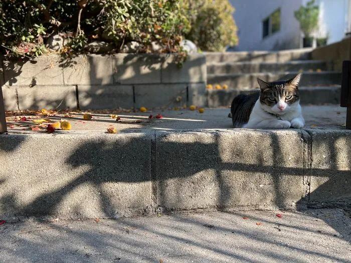 国外中国人遇到中华田园猫,中华田园猫在海外保护主人