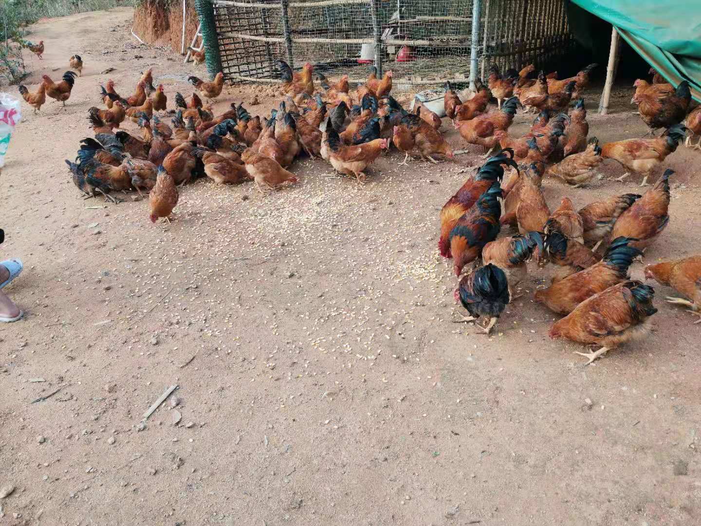 水产养殖成为最赚钱行业,在农村水产养殖什么回本快