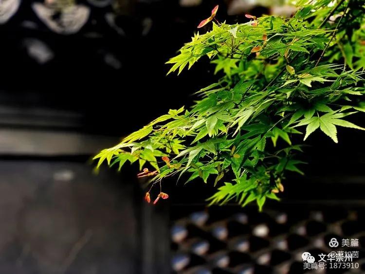 崇州罨画池游览图,崇州罨画池非同寻常的地方