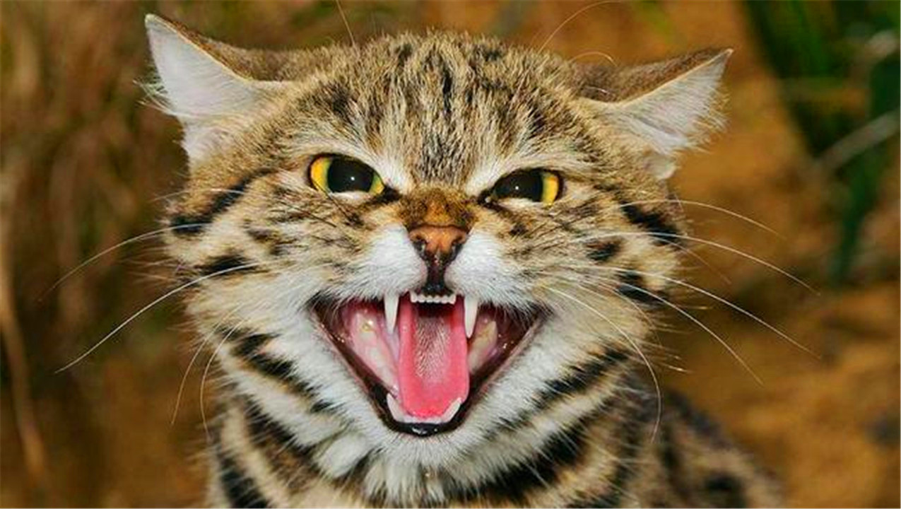 非洲最小的猫，猫科捕猎效率最高的“杀戮机器”，被全世界禁养