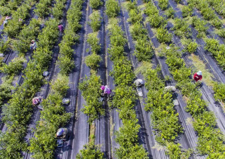 8年精准扶贫多少贫困县摘帽,一个小山村脱贫