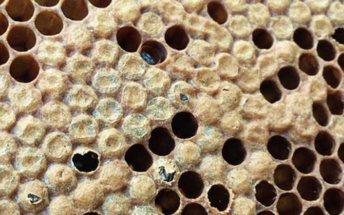 蜜蜂病害与敌害防治大全