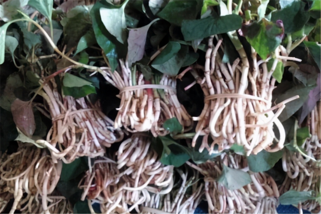 李子柒做泡菜被韩国人评论,李子柒制作泡菜却被韩国网友炮轰