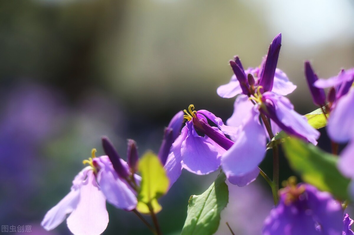 园林人需要知道的85个花卉知识,园林花卉的种类及图片