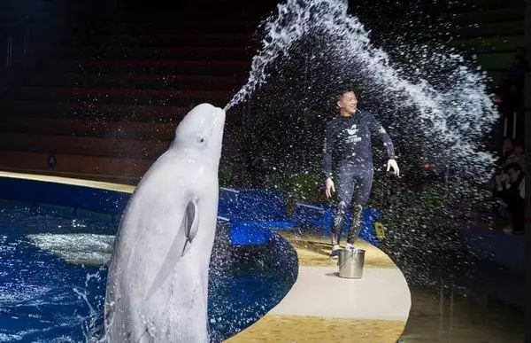 没有买卖就没有伤害的出处,没有买卖就没有伤害动物