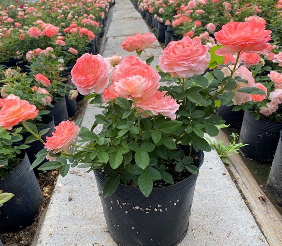 100种月季经典品种,100种经典月季品种