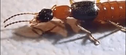 隐翅虫可以用手去拍打吗,拍打隐翅虫多久会有反应