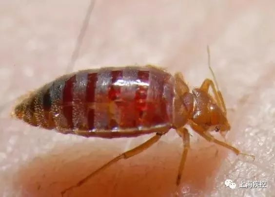 臭虫产生及防治方法有哪些,防治臭虫有什么最有效方法呢