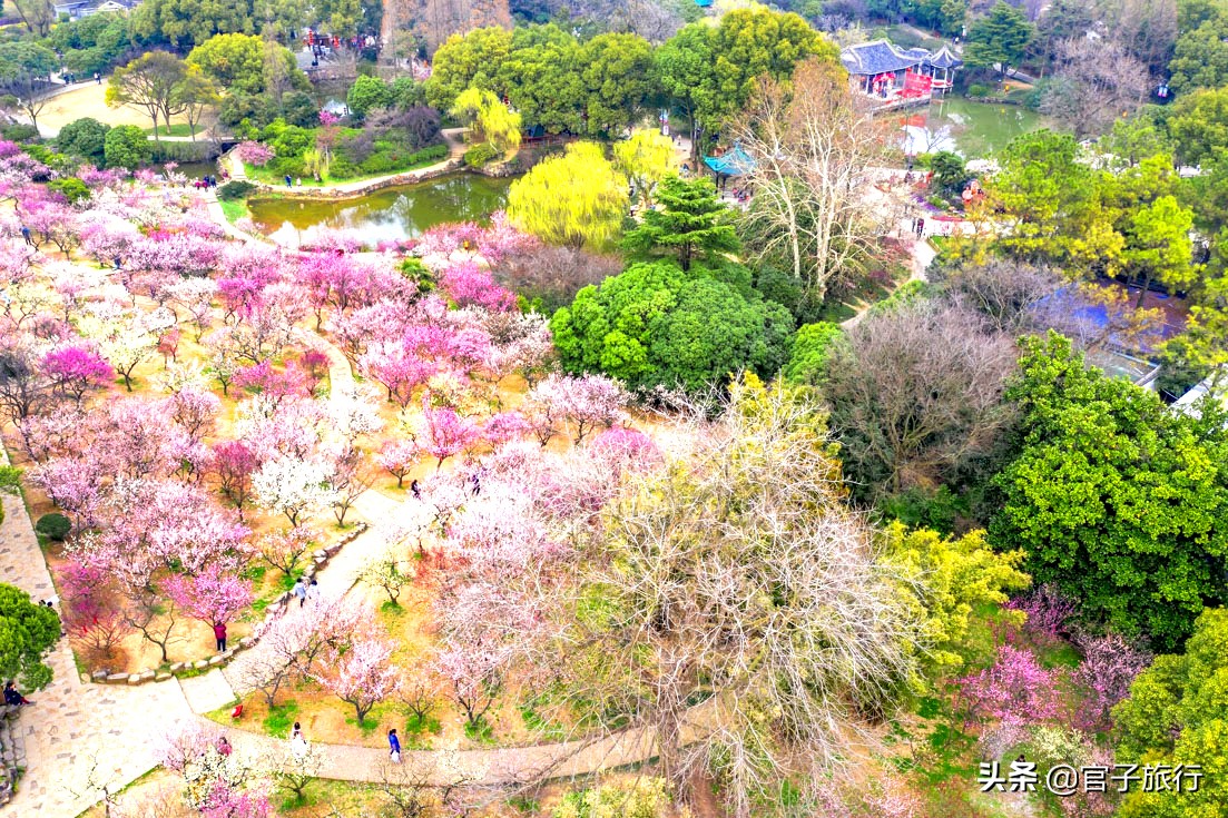 无锡梅园万紫千红约你来，三月梅花盛开，读懂坚韧不拔品质值千金