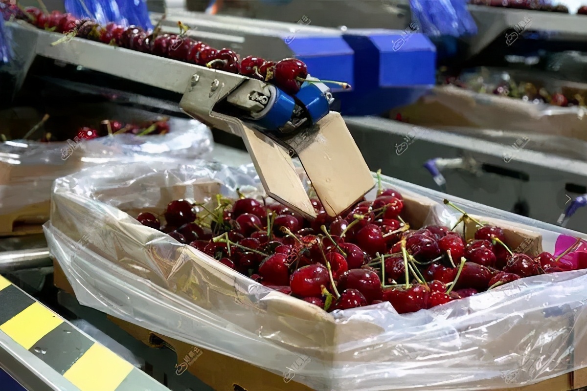 航空直邮的智利车厘子登陆新仙C果