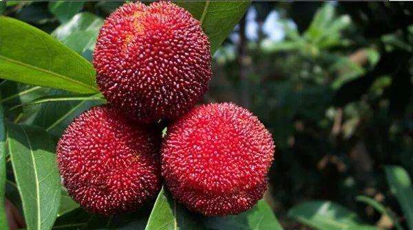 喜欢吃杨梅的朋友看过来!湖州摘杨梅攻略请查收