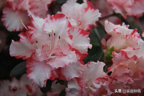 有种植物叫杜鹃,植物杜鹃