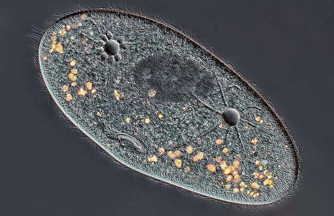 所有动物是怎么游泳的,小动物们是怎么游泳的