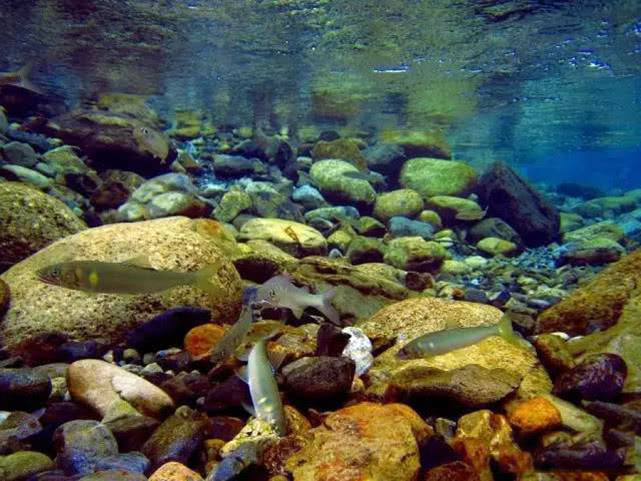 日本最好吃的几种鱼,日本最好吃的鱼有哪些
