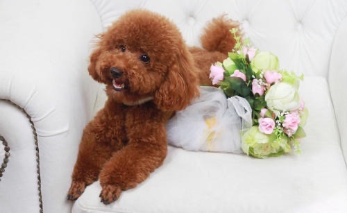 狗狗难产正在努力抢救,狗狗难产怎么办详细解决方法图