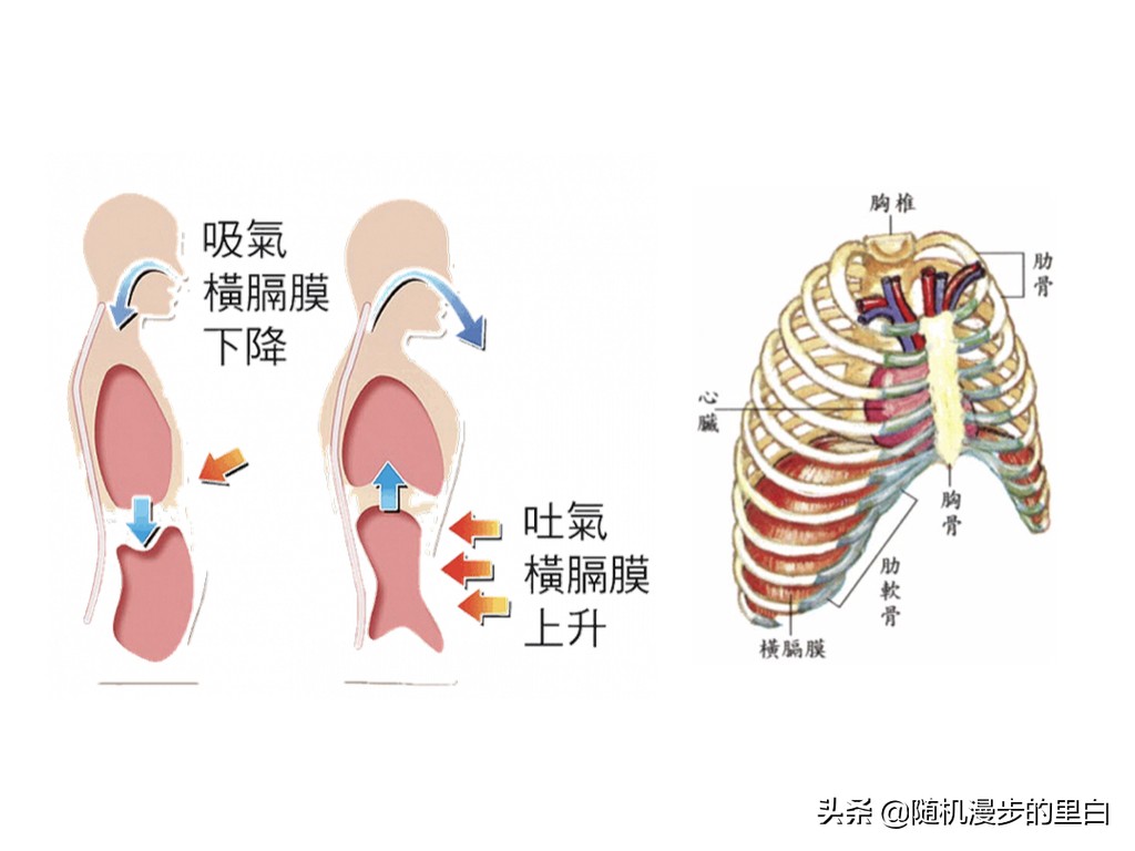 游泳完腰疼是什么原因,游泳时候腰痛