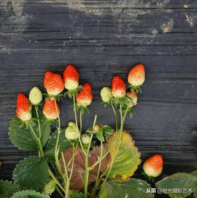 手机摄影创作后期教程,手机摄影的光影技术