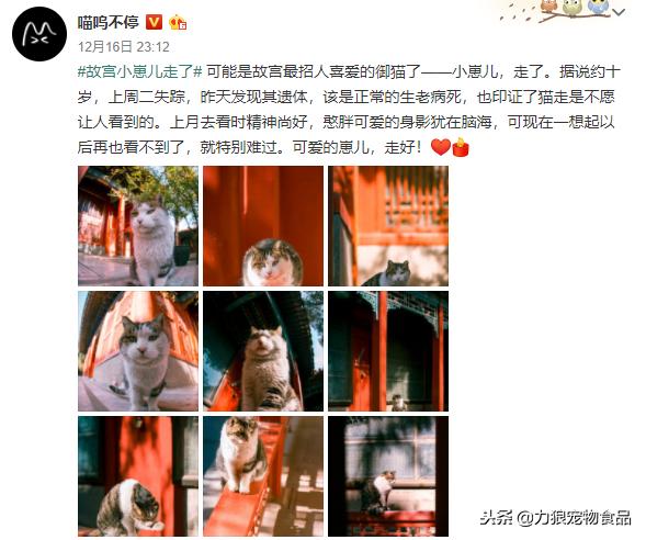 故宫的御前带爪护卫小崽儿,回喵星了……