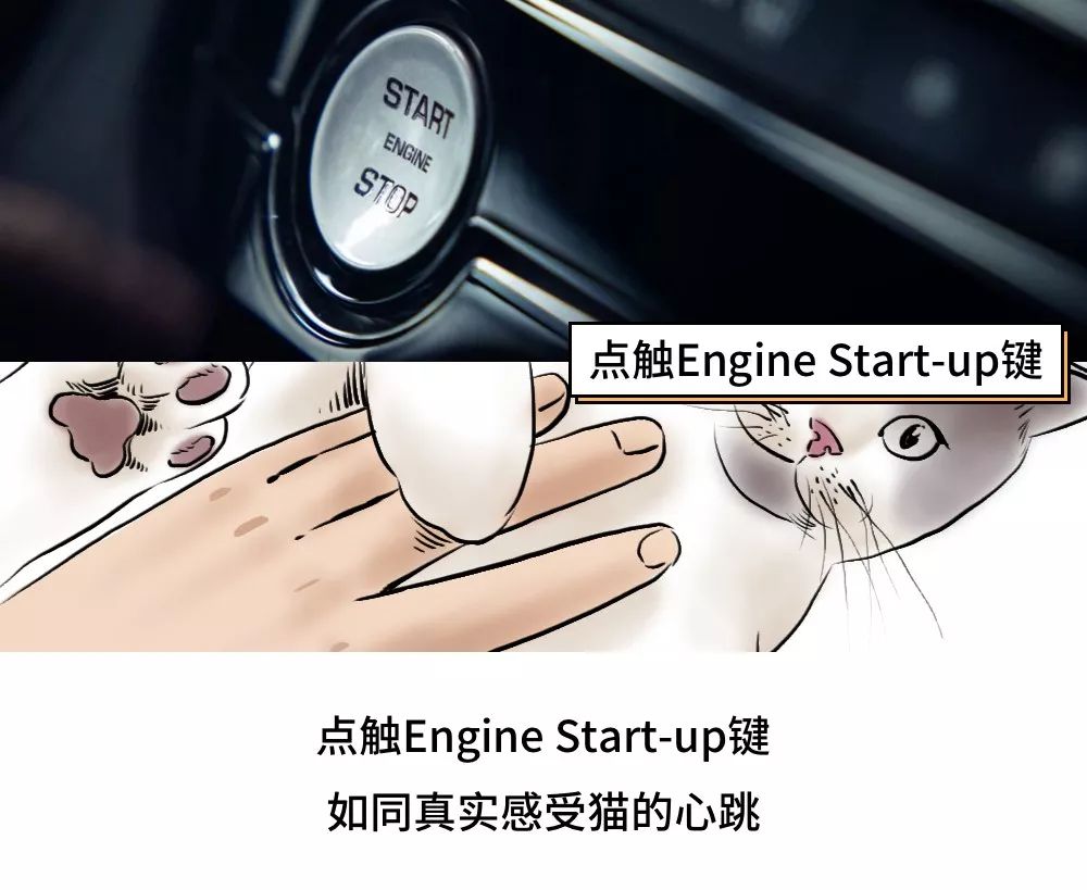 养猫的人到底有多有钱,北上广养猫的人